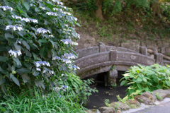 紫陽花シーズンの浄智寺