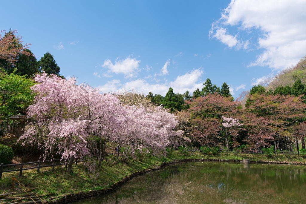 小田原の春