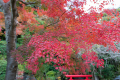 長谷寺の紅葉