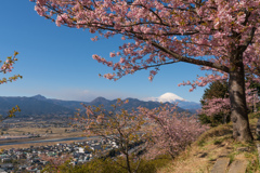 第19回 まつだ桜まつり