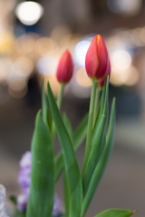 横浜元町商店街