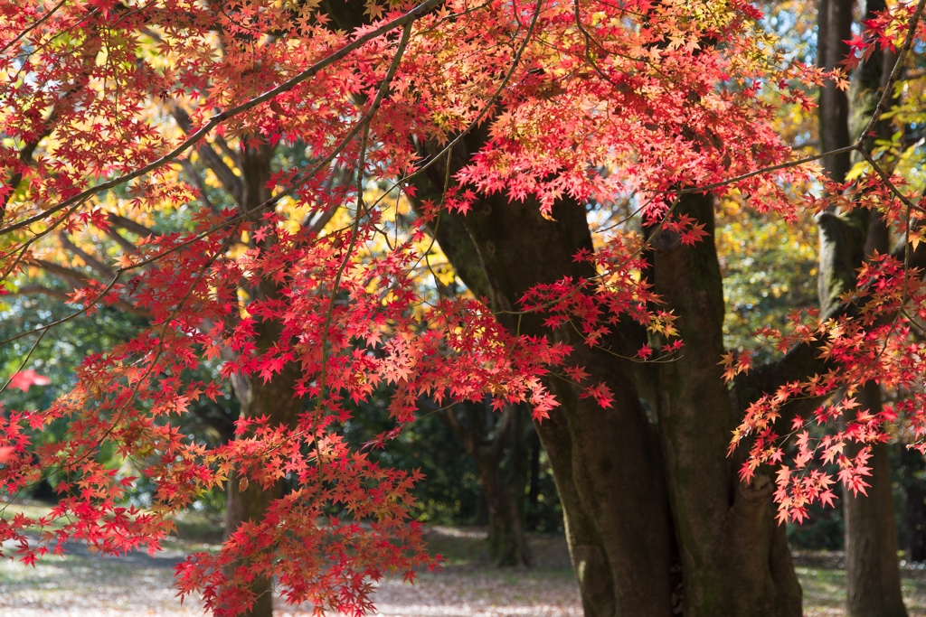 昭和記念公園