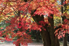 昭和記念公園