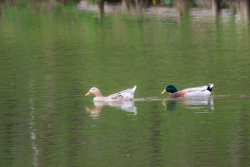 春の松田町　鴨