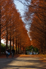 平塚総合公園のメタセコイア並木