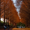 平塚総合公園のメタセコイア並木