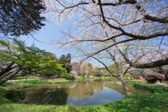 2019春の称名寺