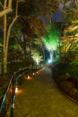 大磯城山公園　紅葉ライトアップ