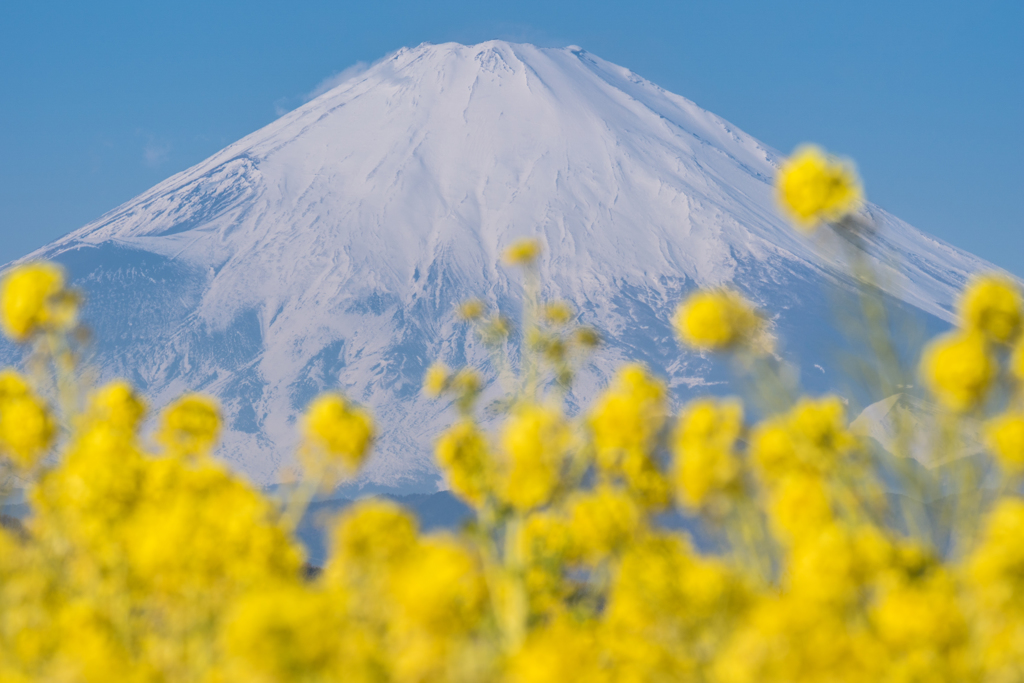 吾妻山公園