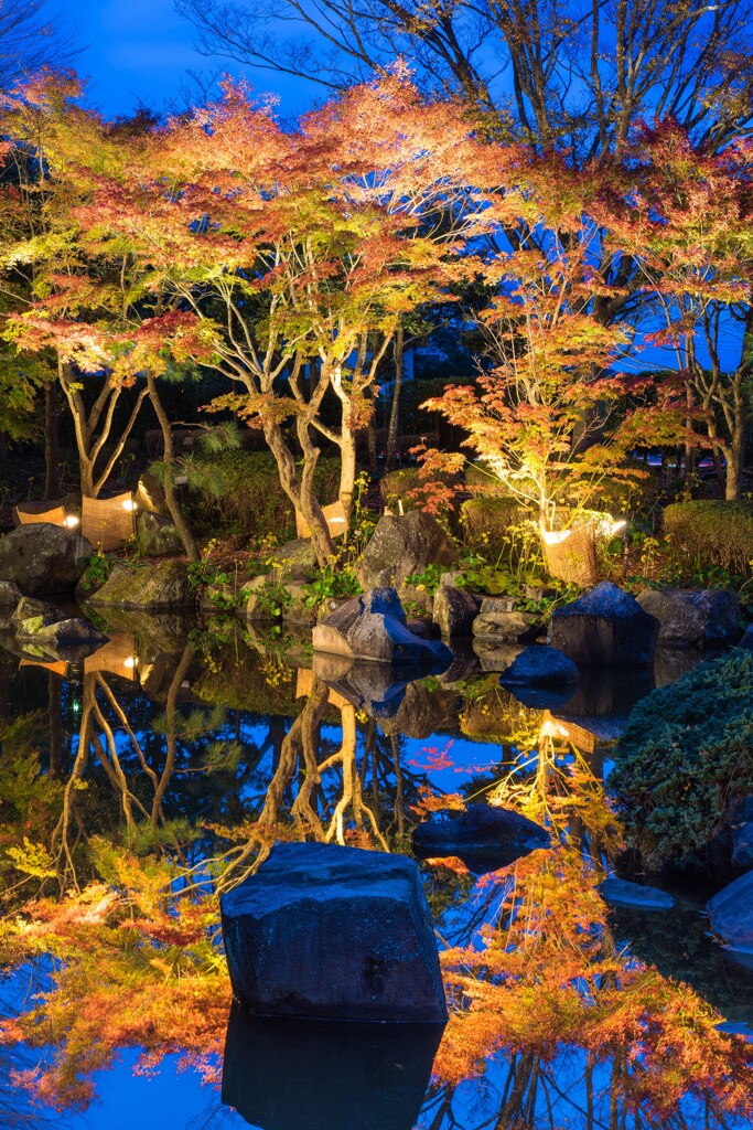大磯城山公園　紅葉ライトアップ