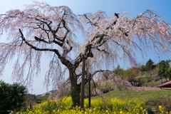 寄しだれ桜まつり(24mm)
