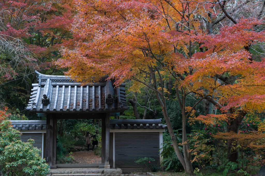 秋の三渓園