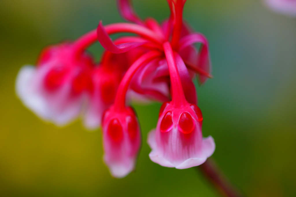 small Bell