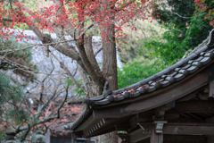 鎌倉・安国論寺