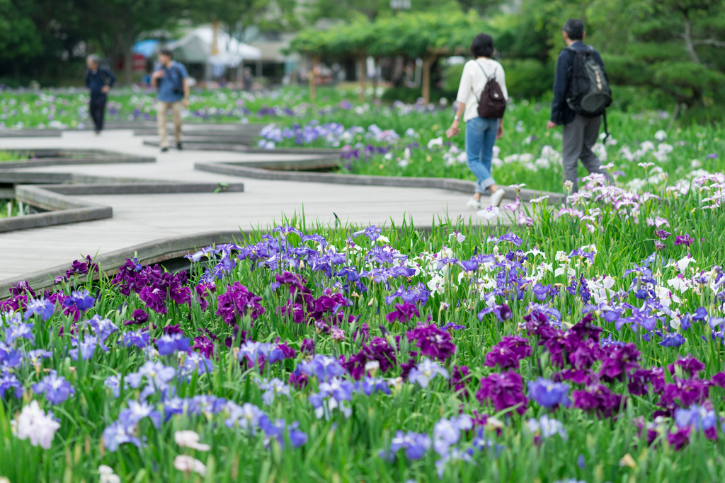 横須賀しょうぶ園