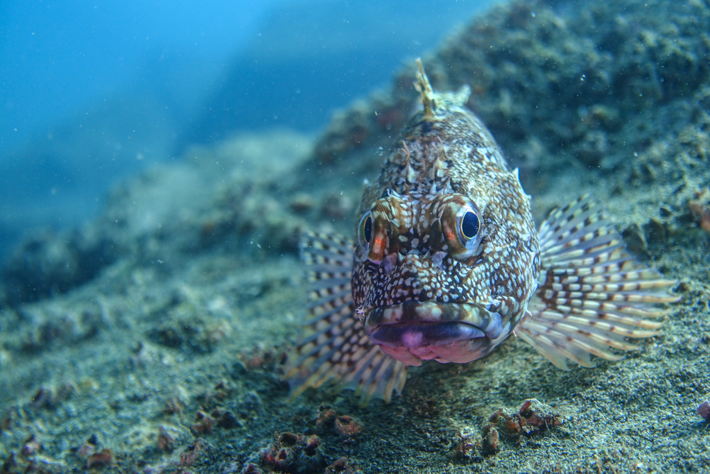 2017年9月9日　大瀬崎湾内　カサゴ