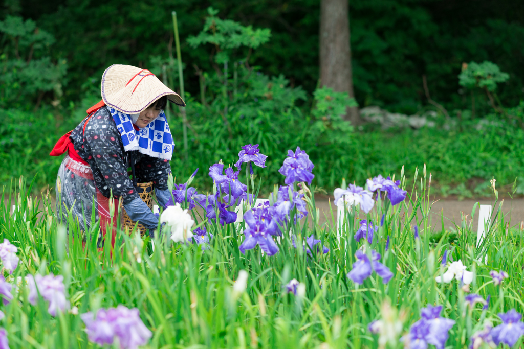 横須賀しょうぶ園