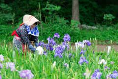 横須賀しょうぶ園