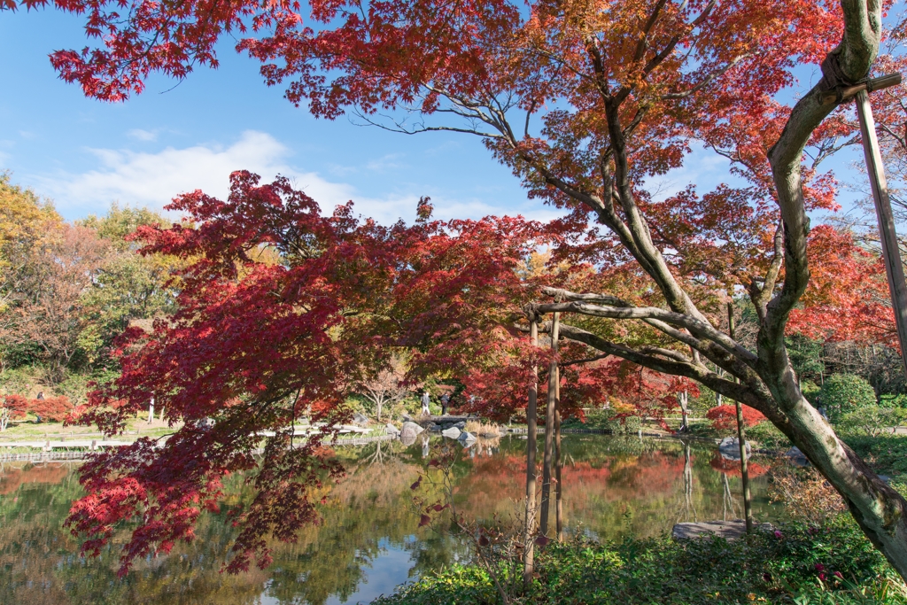 昭和記念公園