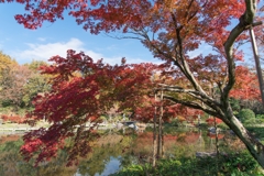 昭和記念公園
