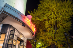 山下公園　銀杏並木