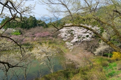 小田原の春
