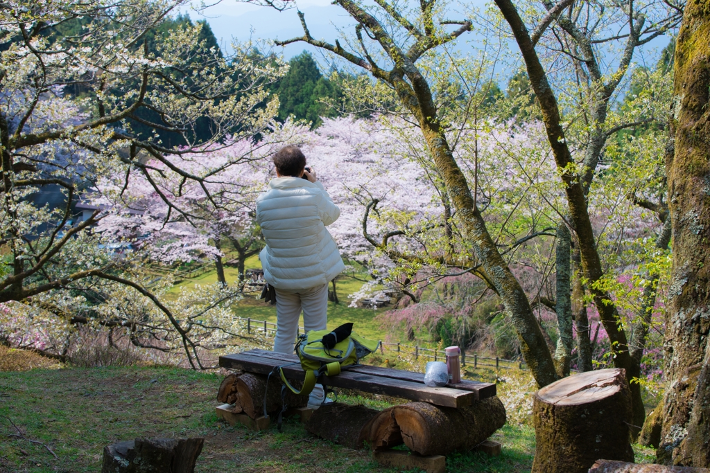 小田原の春