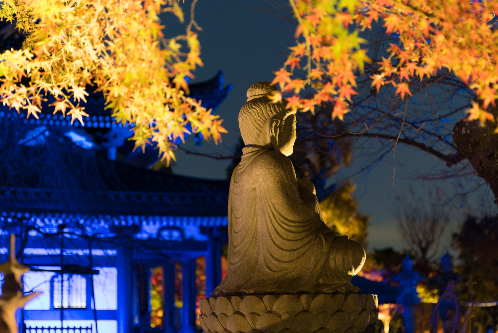 長谷寺　紅葉ライトアップ