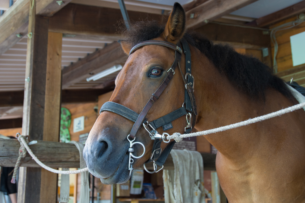 木曽　馬の里