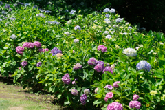 あじさい公園