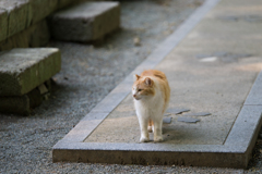 妙本寺の猫