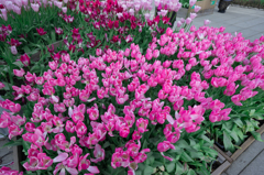 江ノ島ウインターチューリップ