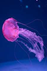 ピンク色の舞い