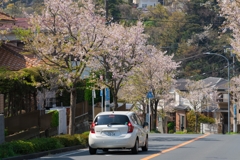 西柴の桜並木・葉桜