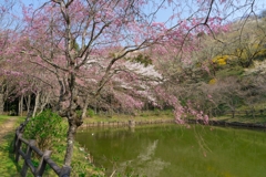 小田原の春