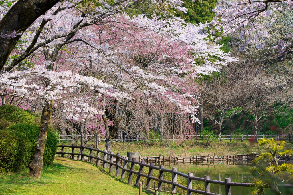 小田原の春