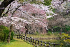 小田原の春