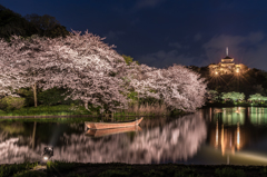 三渓園　桜ライトアップ