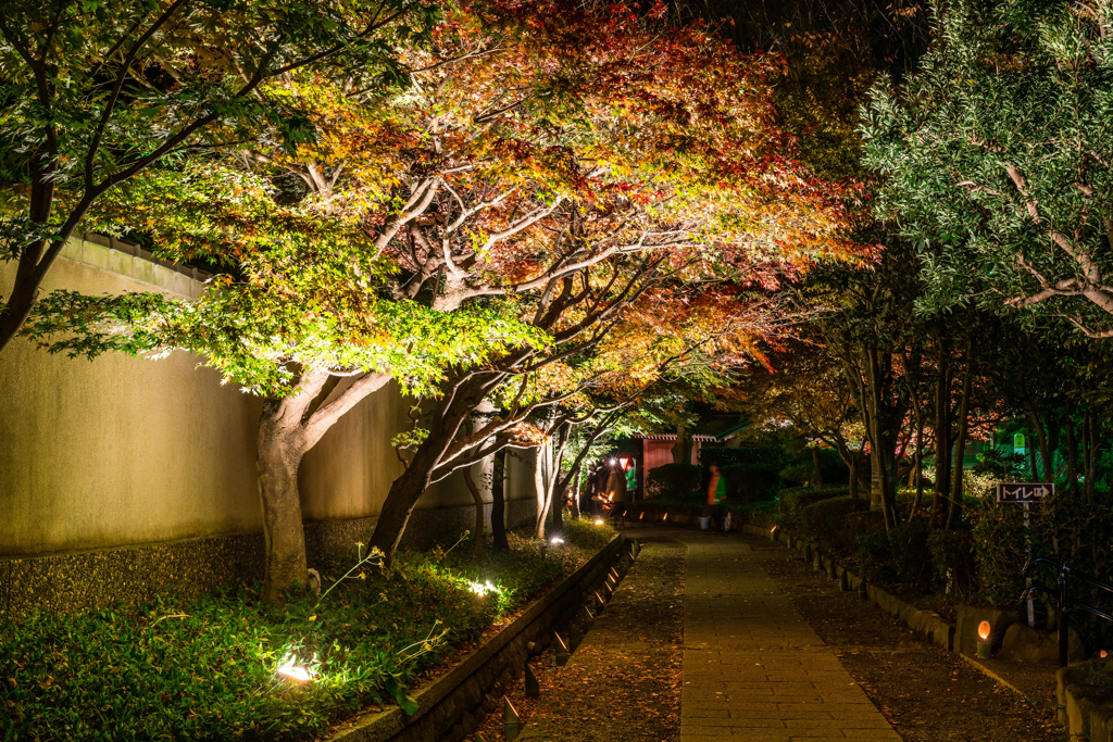 大磯城山公園紅葉ライトアップ