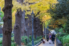 山下公園・銀杏並木