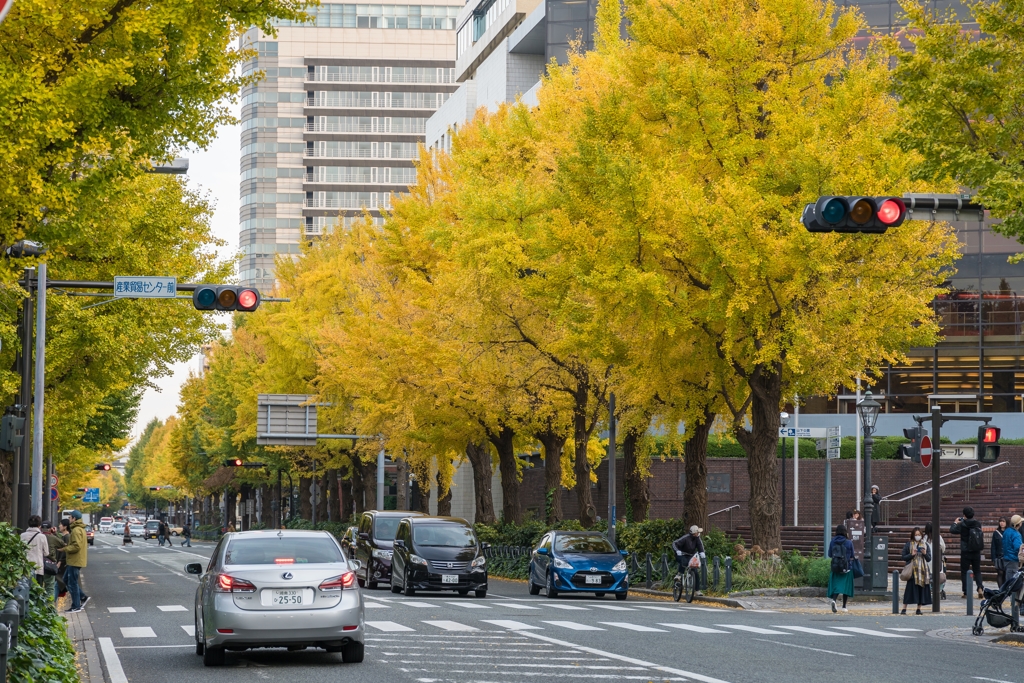 山下公園・銀杏並木