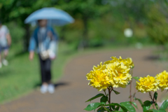 花菜ガーデン