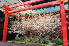 羽田空谷・国際線