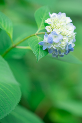 日比谷公園スナップ