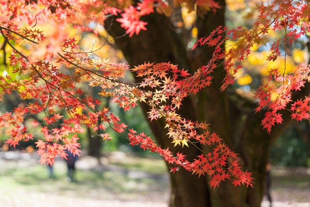 昭和記念公園