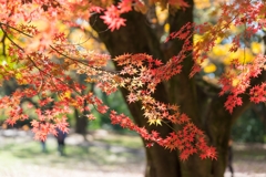 昭和記念公園