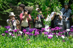 東慶寺のハナショウブ