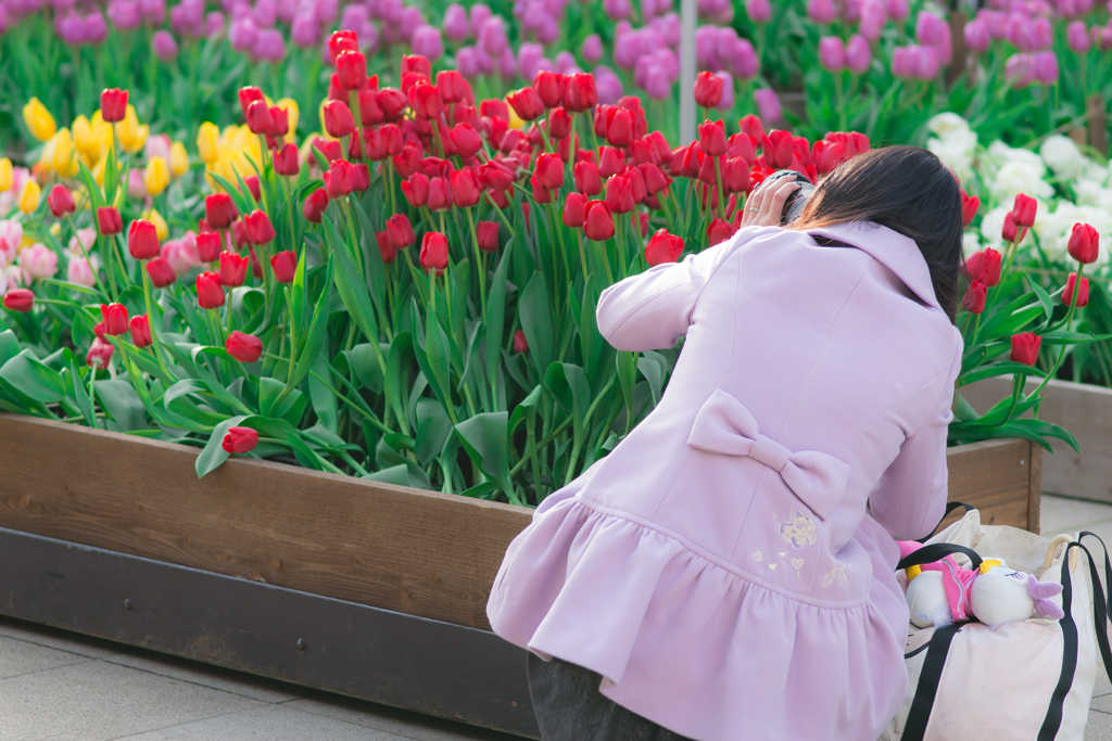 江ノ島ウインターチューリップ