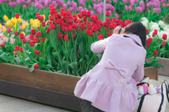 江ノ島ウインターチューリップ