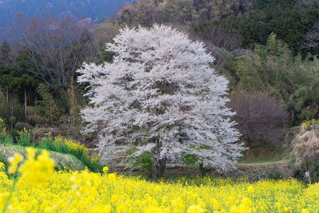 淡墨桜